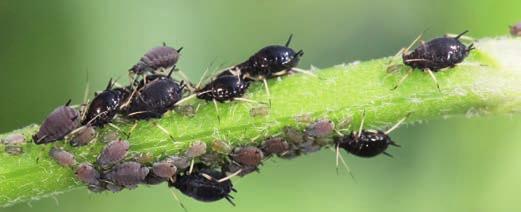CHOROBY n SZKODNIKI n CHWASTY MSZYCE (M. burakowa Aphis fabae Scop., M. lucernowo-grochodrzewowa Aphis craccivora Koch.