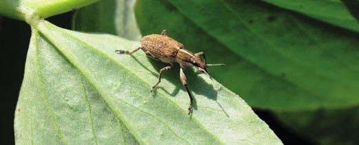 PODRĘCZNY ATLAS OPRZĘDZIKI (O. wielożerny Sitona crinitus Hbst., O. łubinowy Sitona (Charagmus) gressorius Fabr., O. pręgowany Sitona lineatus L.