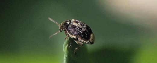 CHOROBY n SZKODNIKI n CHWASTY STRĄKOWIEC BOBOWY (Lygus rugulipennis Popp.) Miesiąc I II III IV V VI VII VIII IX X XI XII Występowanie Ochrona chemiczna Opis n Osobniki dorosłe długości do 5 mm.