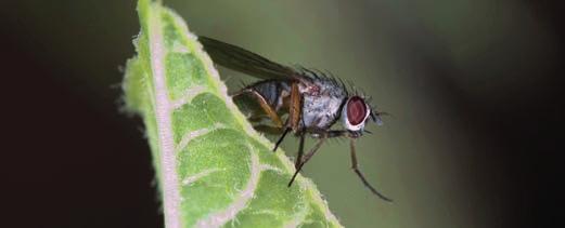PODRĘCZNY ATLAS ŚMIETKA KIEŁKÓWKA (Delia (Hylemyia) florilega Zett.