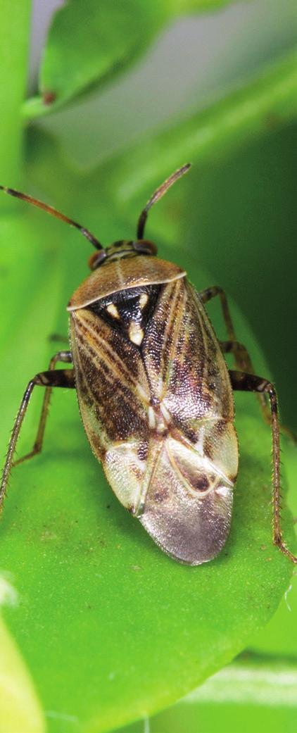 CHOROBY n SZKODNIKI n CHWASTY ZMIENIK LUCERNOWIEC (Lygus rugulipennis Popp.), Miesiąc I II III IV V VI VII VIII IX X XI XII Występowanie Ochrona chemiczna Opis n Osobniki dorosłe długości do 8 mm.
