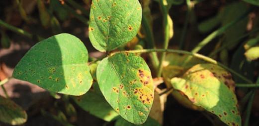CHOROBY n SZKODNIKI n CHWASTY SEPTORIOZA BRUNATNA PLAMISTOŚĆ LIŚCI (Septoria glycines) Miesiąc I II III IV V VI VII VIII IX X XI XII Występowanie Ochrona chemiczna Objawy n Liście na pierwszych