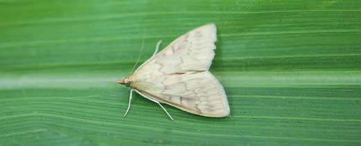 CHOROBY n SZKODNIKI n CHWASTY OMACNICA PROSOWIANKA (Ostrinia nubilalis Hbn.
