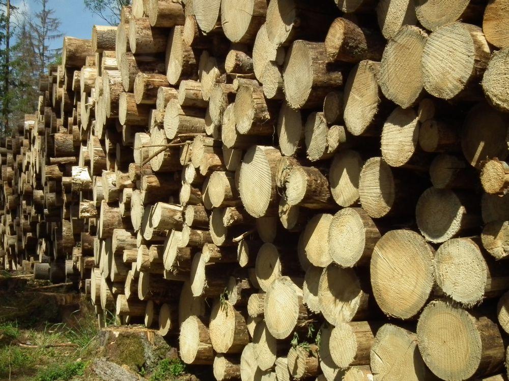 dla ludzi i przyrody Lasy to jedne z najcenniejszych elementów naszego środowiska przyrodniczego.