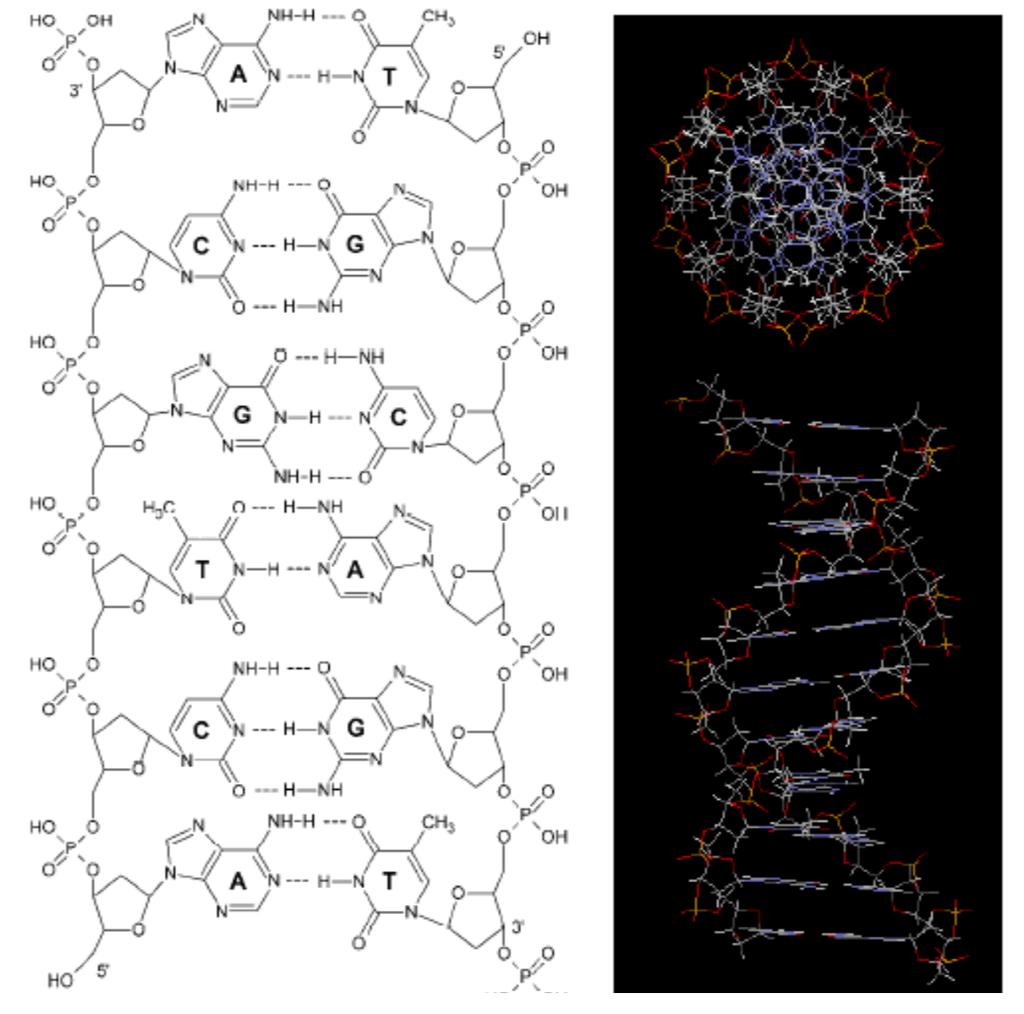 DNA DNA (kwas deoksrybonukleinowy) to podwójna helisa z sekwencją par zasad: Adenina-Tymina Cytozyna-Gaunina (Watson i Crick 1953) DNA określa kod genetyczny - kodowanie białek przy pomocy 3