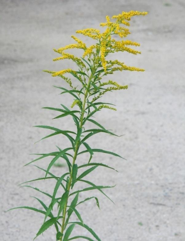 (Solidago canadensis) - gatunku inwazyjnego