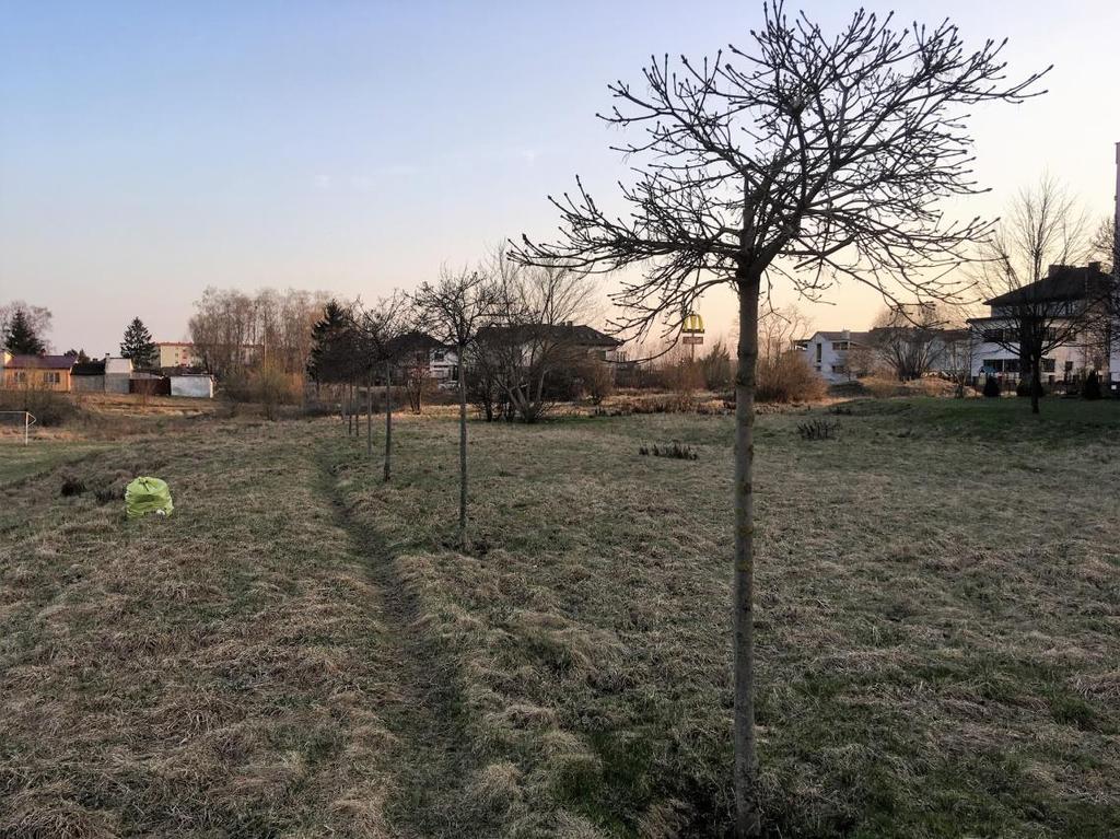 Fot. Aleja klonowa z przypadkowym układem lokalizacji w terenie.