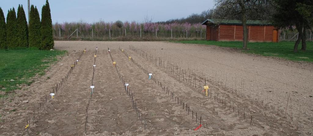 przed wyrastaniem chwastów. We wszystkich pojemnikach zainstalowano emitery, podłączone do instalacji nawodnieniowej.