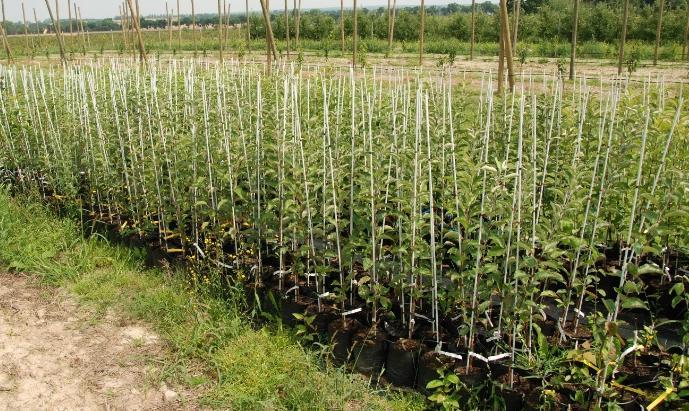 Zgodnie z w/w przepisami wysokość drzewek dopuszczonych do sprzedaży powinna wynosić nie mniej niż 80 cm, mierząc od szyjki korzeniowej, a średnica pnia nie mniej niż 8 mm, mierząc na wysokości 10 cm