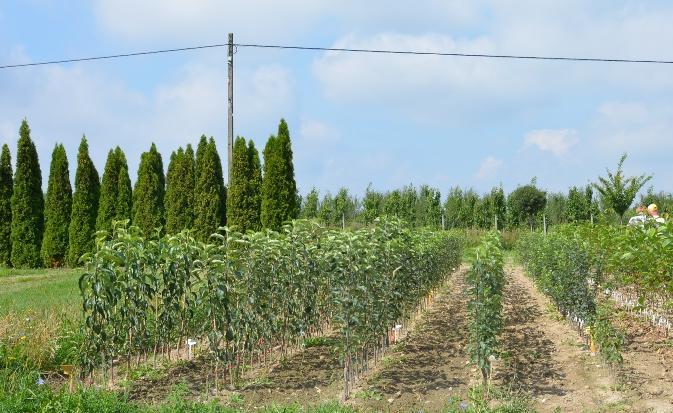 Na podstawie uzyskanych wyników dla jabłoni wykazano, że drzewka jednoroczne wyprodukowane w gruncie były wyraźnie lepiej wyrośnięte, niż drzewka z produkcji pojemnikowej.