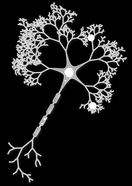 Neuron