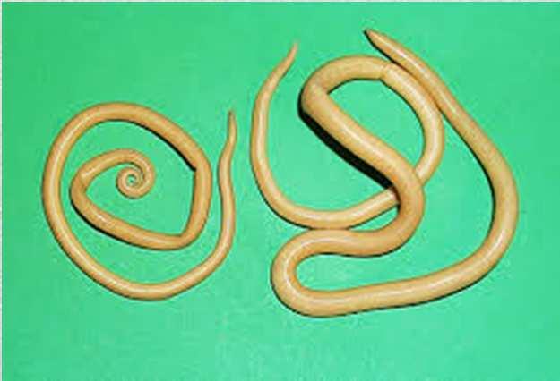 Ascaris sp. - niciene z nadrodziny Ascaridoidea glista ludzka Ascaris lumbricoides (nicień dł.