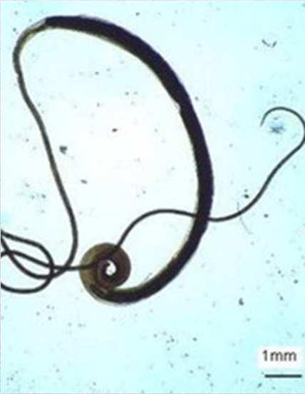 Trichuris sp.
