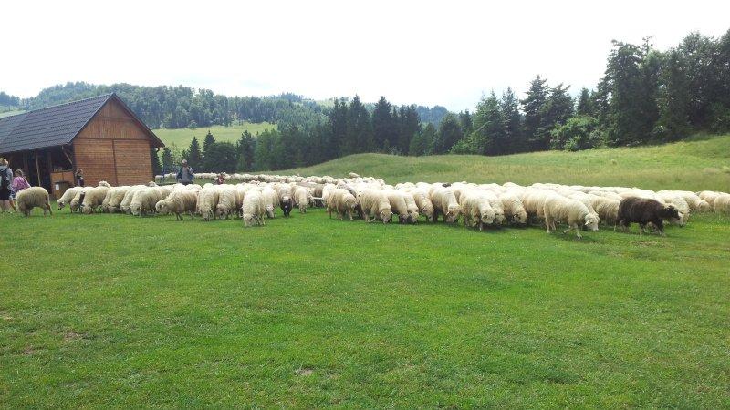 https://www. Zmniejsza się liczba hodowanych w Polsce owiec fot. Maciej Wołodko Co zatem można zrobić, aby ten wynik poprawić?