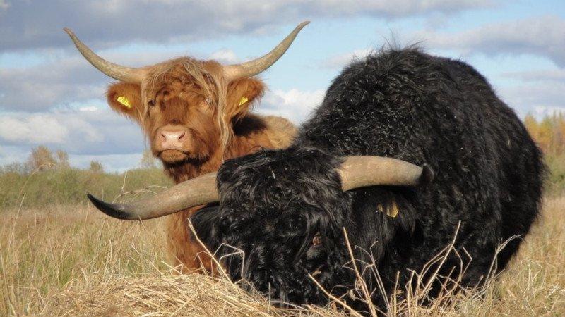 https://www. wygórowanych wymagań, jeśli chodzi o warunki, w jakich żyją. Doskonale znoszą duże spadki temperatury, przy śnieżnych warunkach pogodowych.