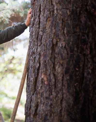 Drewno: prezent od natury W poczuciu odpowiedzialności za człowieka i środowisko Drewno jest nie tylko ciepłym i naturalnym materiałem budowlanym, ale również czynnikiem istotnie poprawiającym nasze