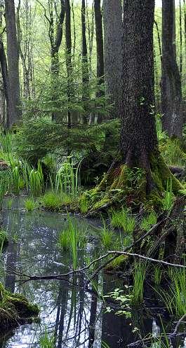 Aktualny stan powierzchni, miąższości oraz etatów w lasach prywatnych Powierzchnia lasów 1 685,7 tys.