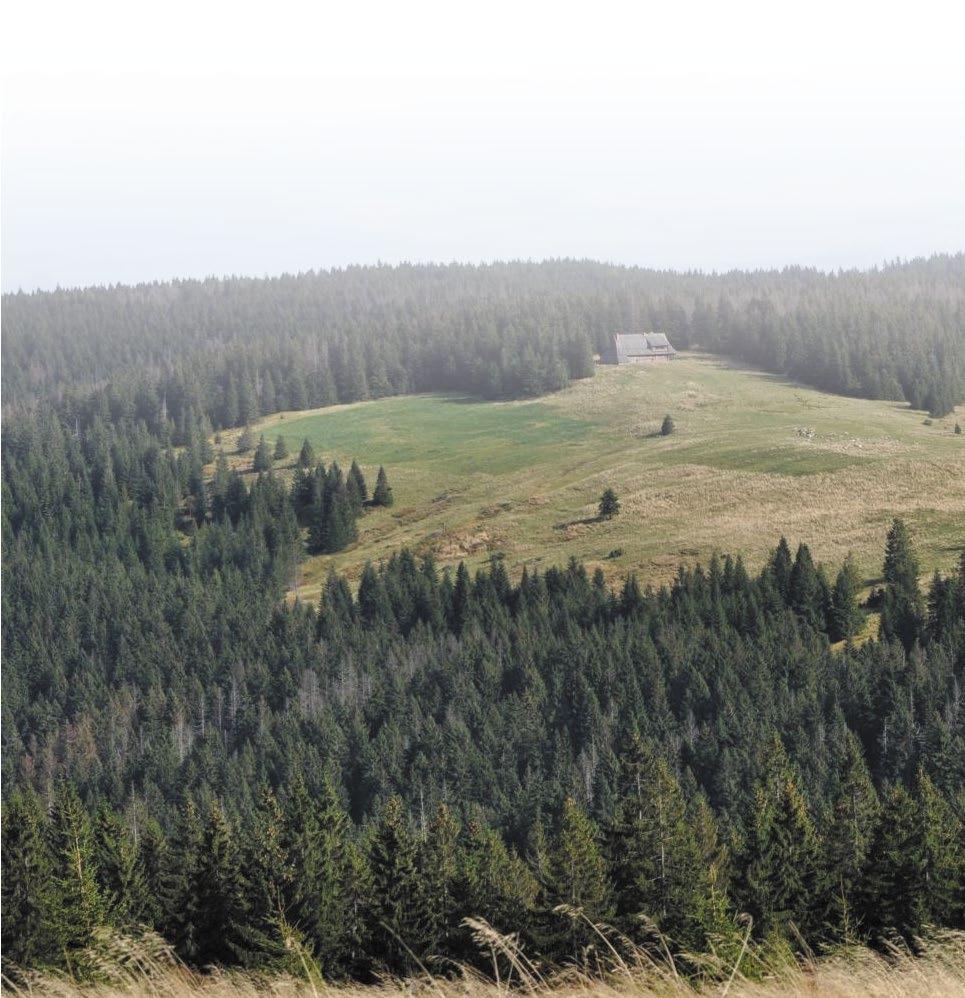 Przyroda