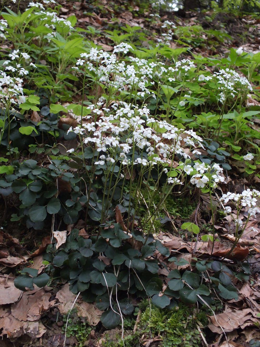 Ryc. 5. Rzeżucha trójlistkowa Cardamine trifolia (fot. P. Czarnota). Kwaśna buczyna W Gorcach spotkać można także lasy bukowe z ubogim, trawiasto-krzewinkowym runem.