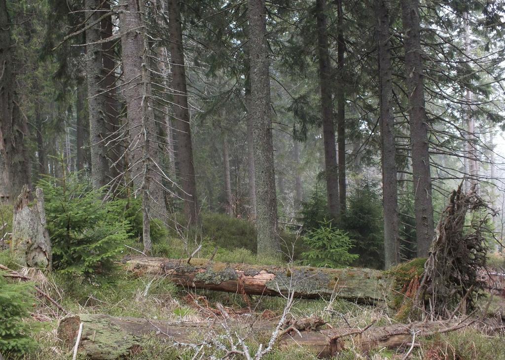 położenia regla dolnego (600 800 m n.p.m.), rozwijając się na kamienistych grzbietach i stokach oraz w chłodnych dnach dolin.