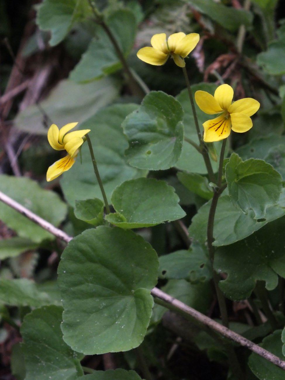 Ryc. 7. Fiołek dwukwiatowy Viola biflora (fot. P. Czarnota).
