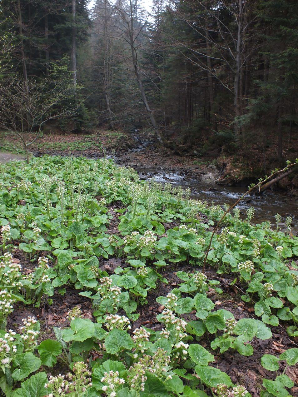 Medwecka-Kornaś 1967; Medwecka-Kornaś 2006; Pierścińska 2015). Jest to siedlisko o znaczeniu priorytetowym w sieci ochrony Natura 2000.