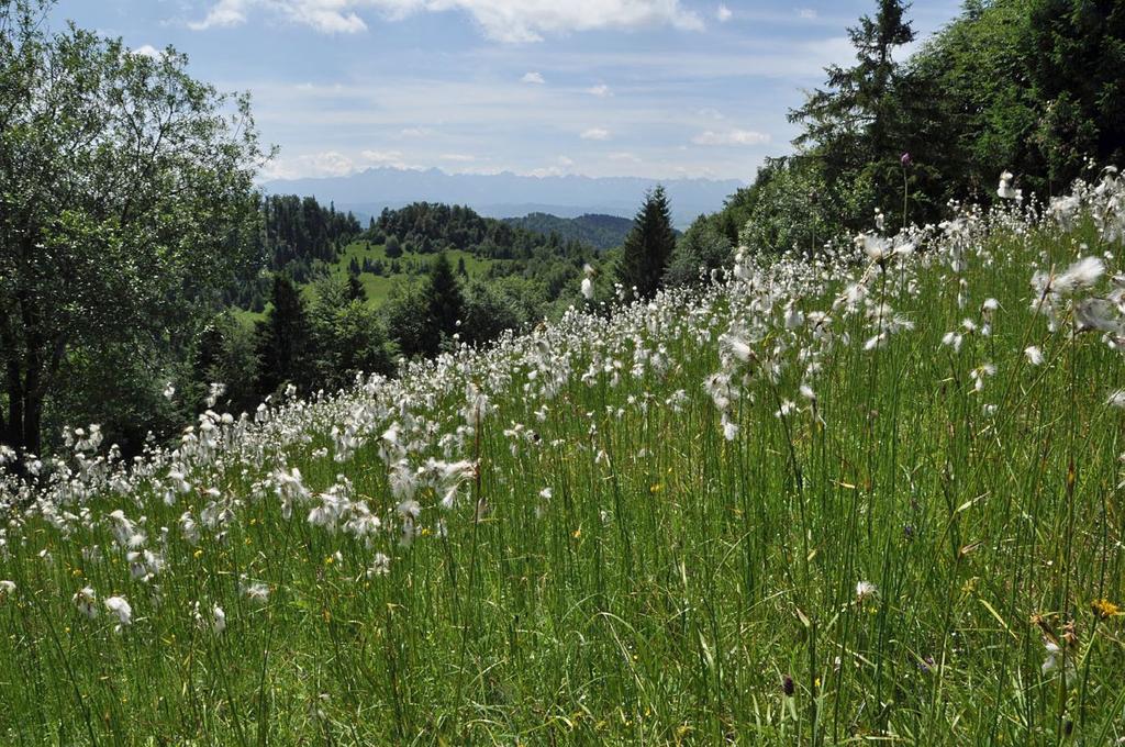 Ryc. 10. Eutroficzna młaka z owocującą wełnianką Eriophorum latifolium (fot. M. Kozak).