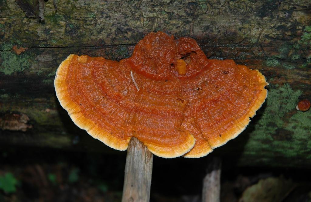 perlatum, Megacollybia platyphylla, Mycena epipterygia var. epipterygia, M. haematopus, M. pura, M. renati i Mycetinis alliaceus, kolonizuje w dolnoreglowych lasach ściółkę.