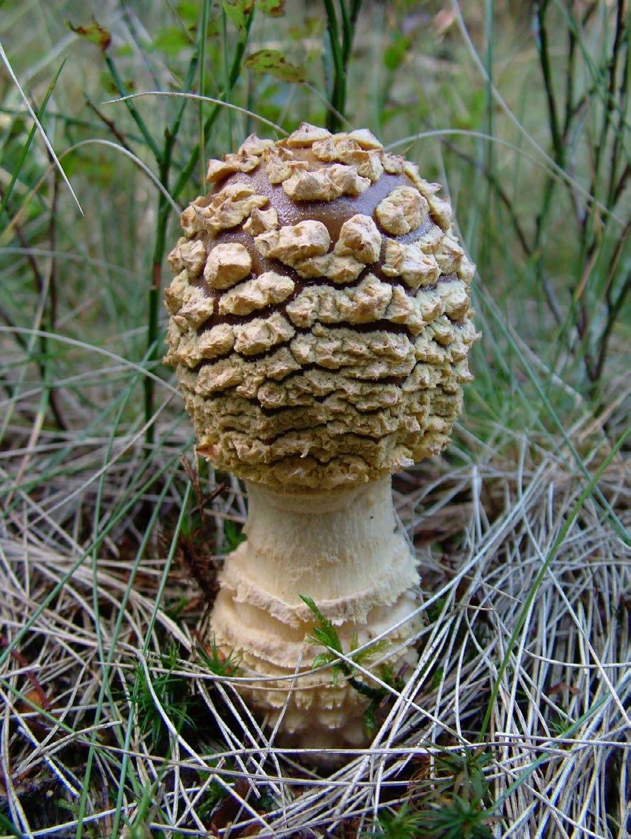 Ryc. 12. Amanita regalis (fot. P. Czarnota). palmata i Xerocomus badius, a także pospolicie występujący w Gorcach symbiont jodły Lactarius salmonicolor.