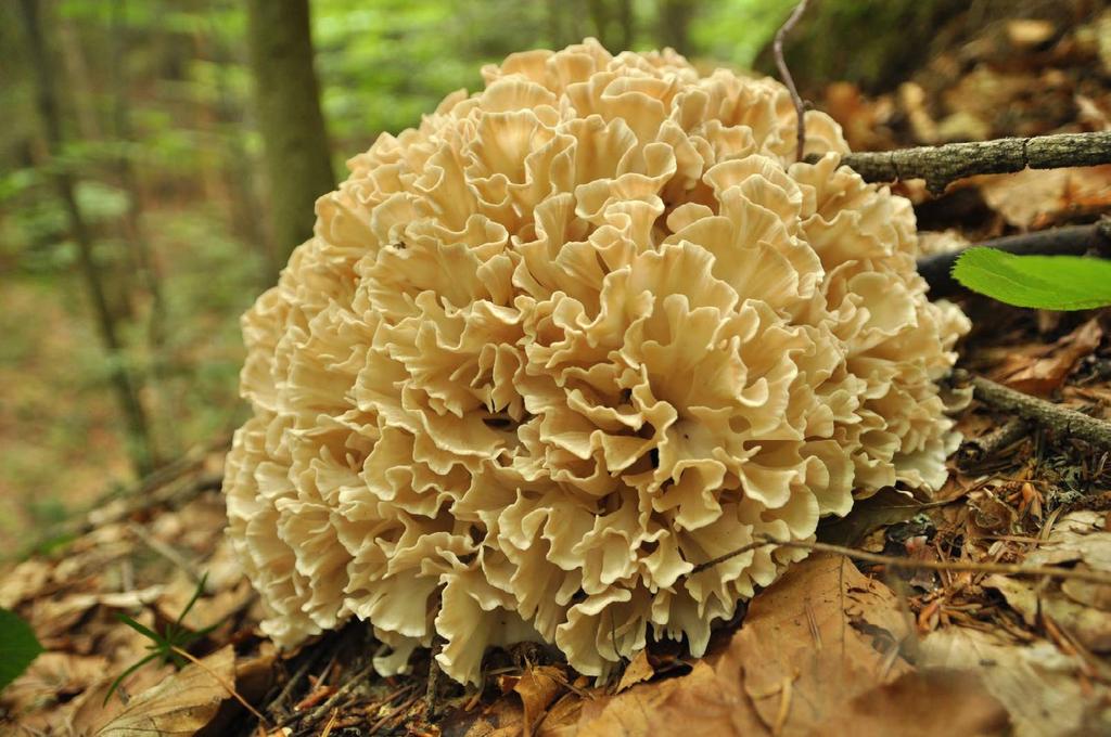 Strobilomyces strobilaceus (fot. P.
