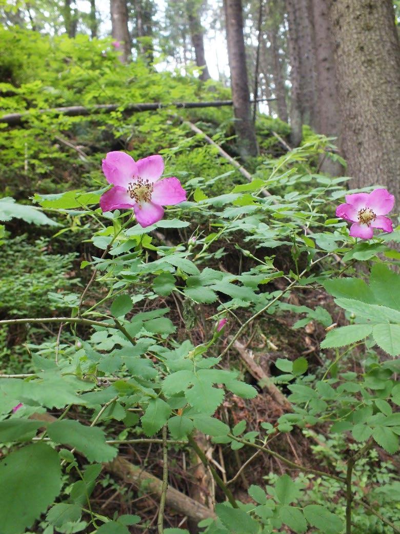 Ryc. 19. Róża alpejska Rosa pendulina (fot. P. Czarnota). Ryc. 20. Gółka długoostrogowa Gymnadenia conopsea (fot. P. Czarnota). schodzącego do Łopusznej.