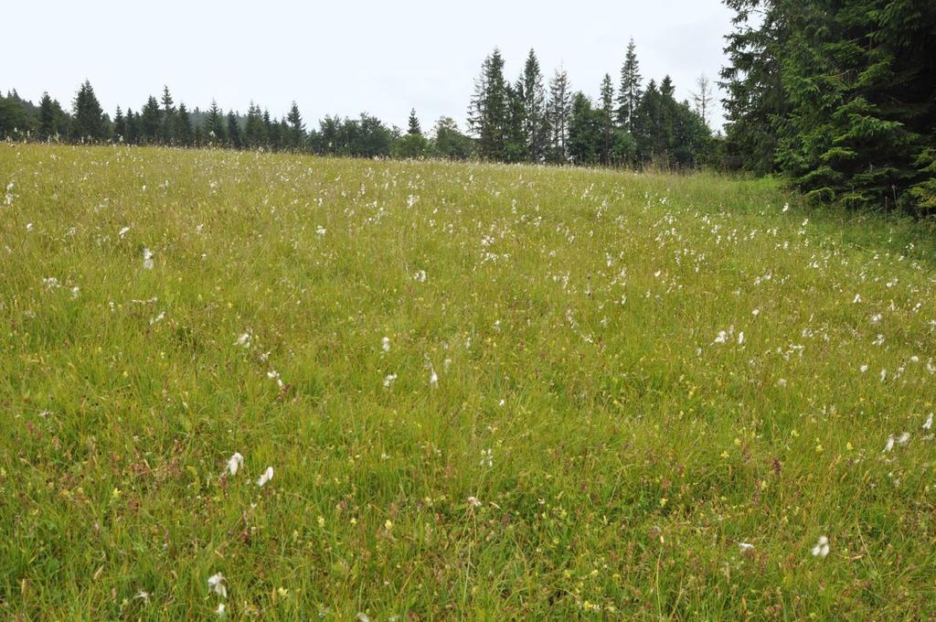 Ryc. 21. Młaka na polanie Jankówki z udziałem Trifolium spadiceum (fot. M. Kozak).