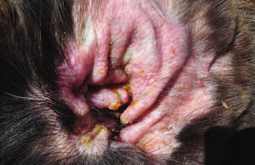 DERMATOLOGIA DODATEK DERMATOLOGICZNO-ENDOKRYNOLOGICZNY 12 13