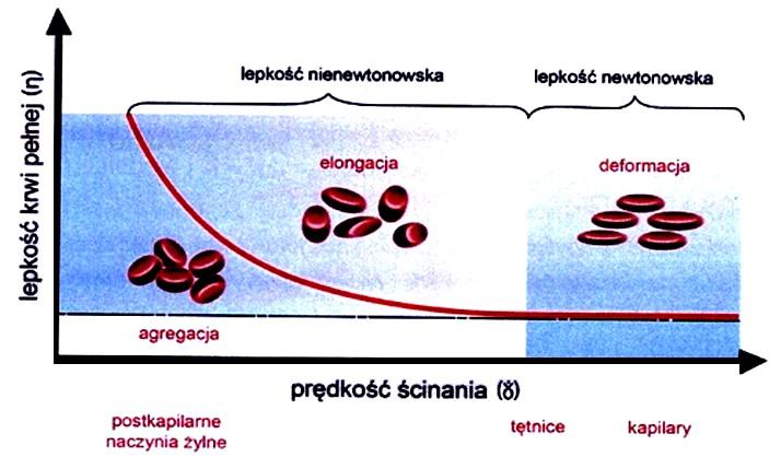Hemoreologia Lepkość krwi Zależność
