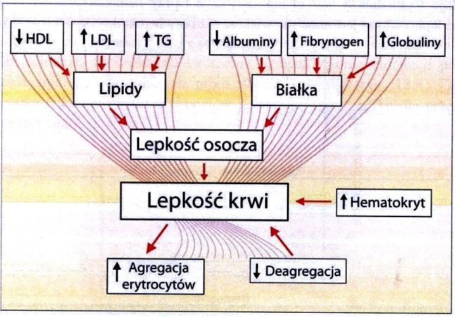 Hemoreologia Lepkość krwi zależność od składników krwi Największy