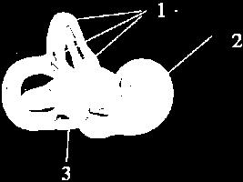 Anatomia narządu równowagi 1.