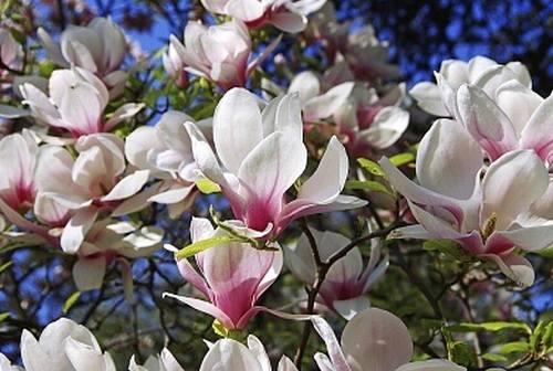 Rośliny Ogrodowe - magnolie w Twoim ogródku Magnolie to kwiaty, które zachwycają egzotycznym wdziękiem. W Polsce wciąż jeszcze pokutuje opinia, że nasz klimat jest zbyt surowy do ich uprawy.