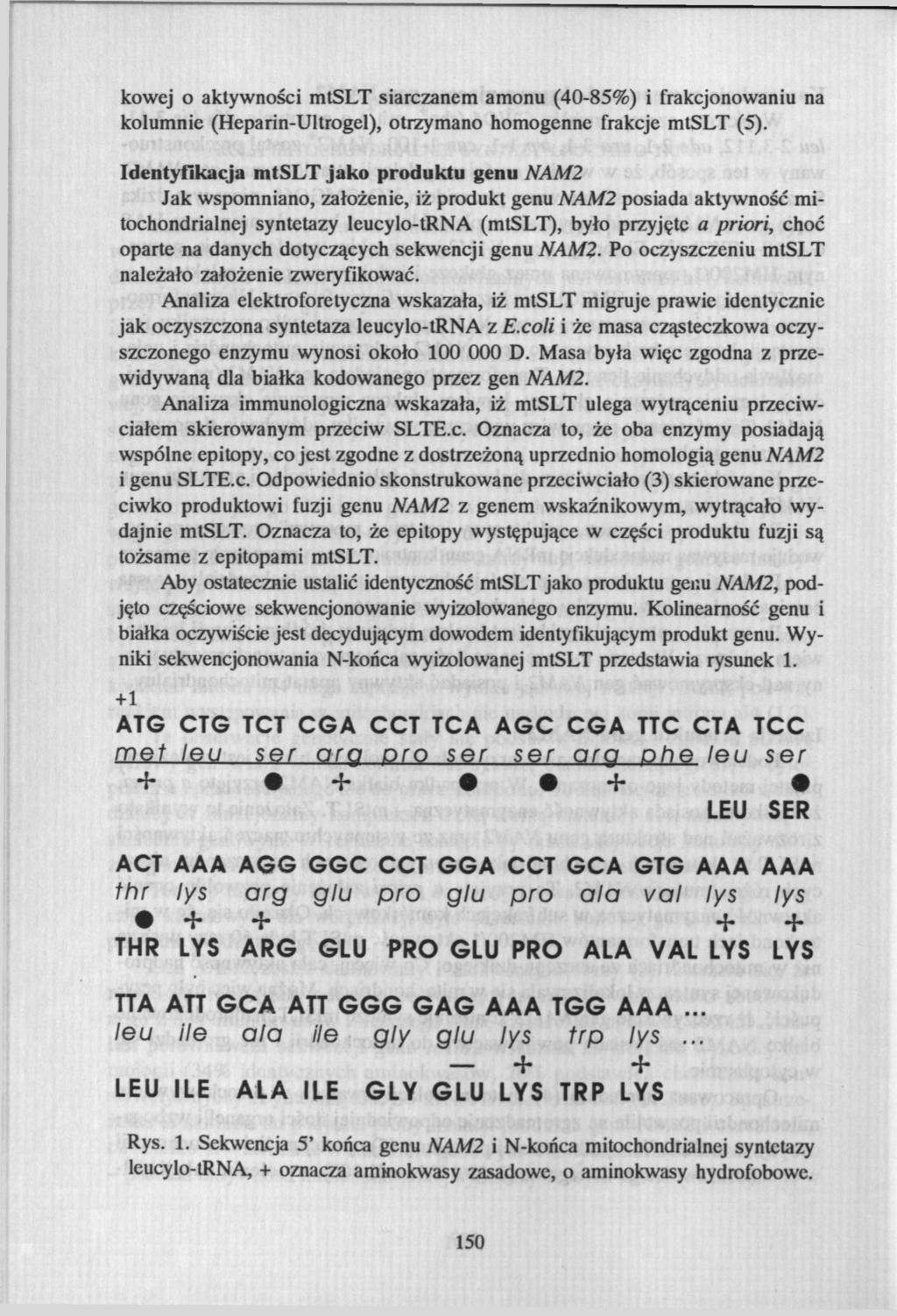 kowej o aktywności mtslt siarczanem amonu (40-85%) i frakcjonowaniu na kolumnie (Heparin-Ultrogel), otrzymano homogenne frakcje mtslt (5).