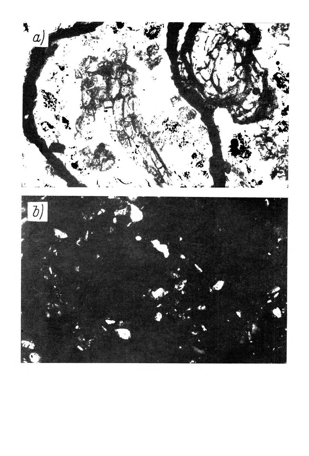 Rys. 7. M ikrom orfologia gleby bielicow ej w ytworzonej z utworu pyłow ego ilastego. Poziom A u głębokość próbki 0-5 cm.