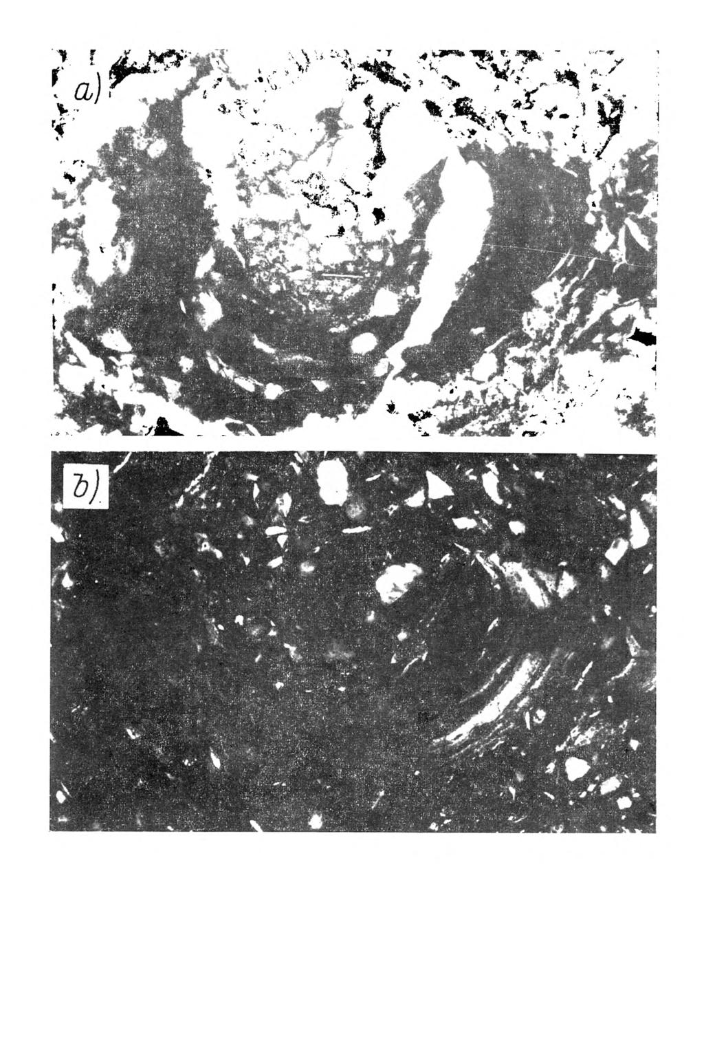 Rys. 9. M ikrom orfologia gleby bielicow ej w ytworzonej z utworu pyłow ego ilastego. Poziom Bh, głębokość próbki 44-50 cm. Plazm a typu vosepic dobrze wyrażona.