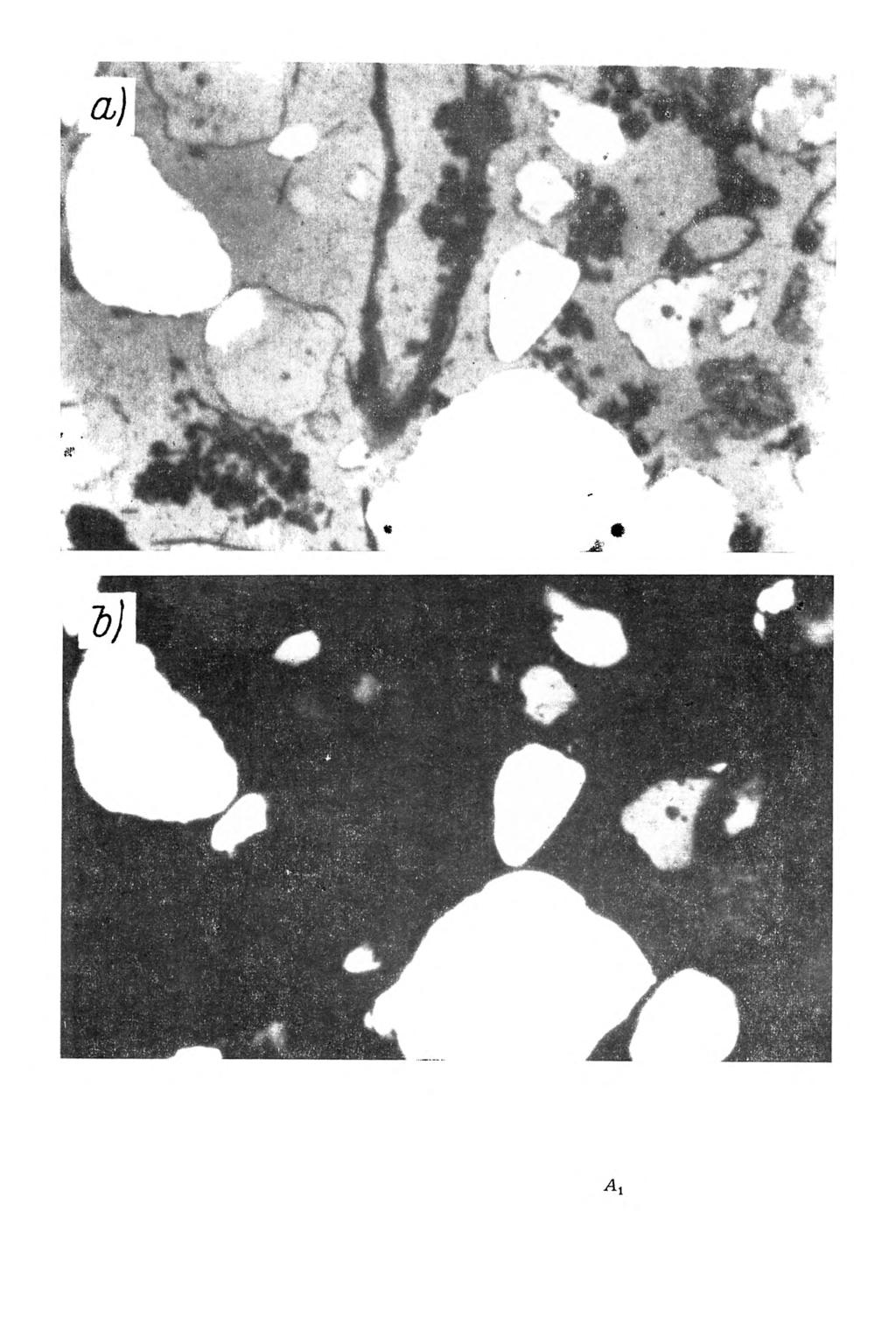 Rys. 2. M ikrom orfologia gleby bielicow ej w ytworzonej z piasku luźnego. Poziom A u głębokość próbki 5-18 cm.