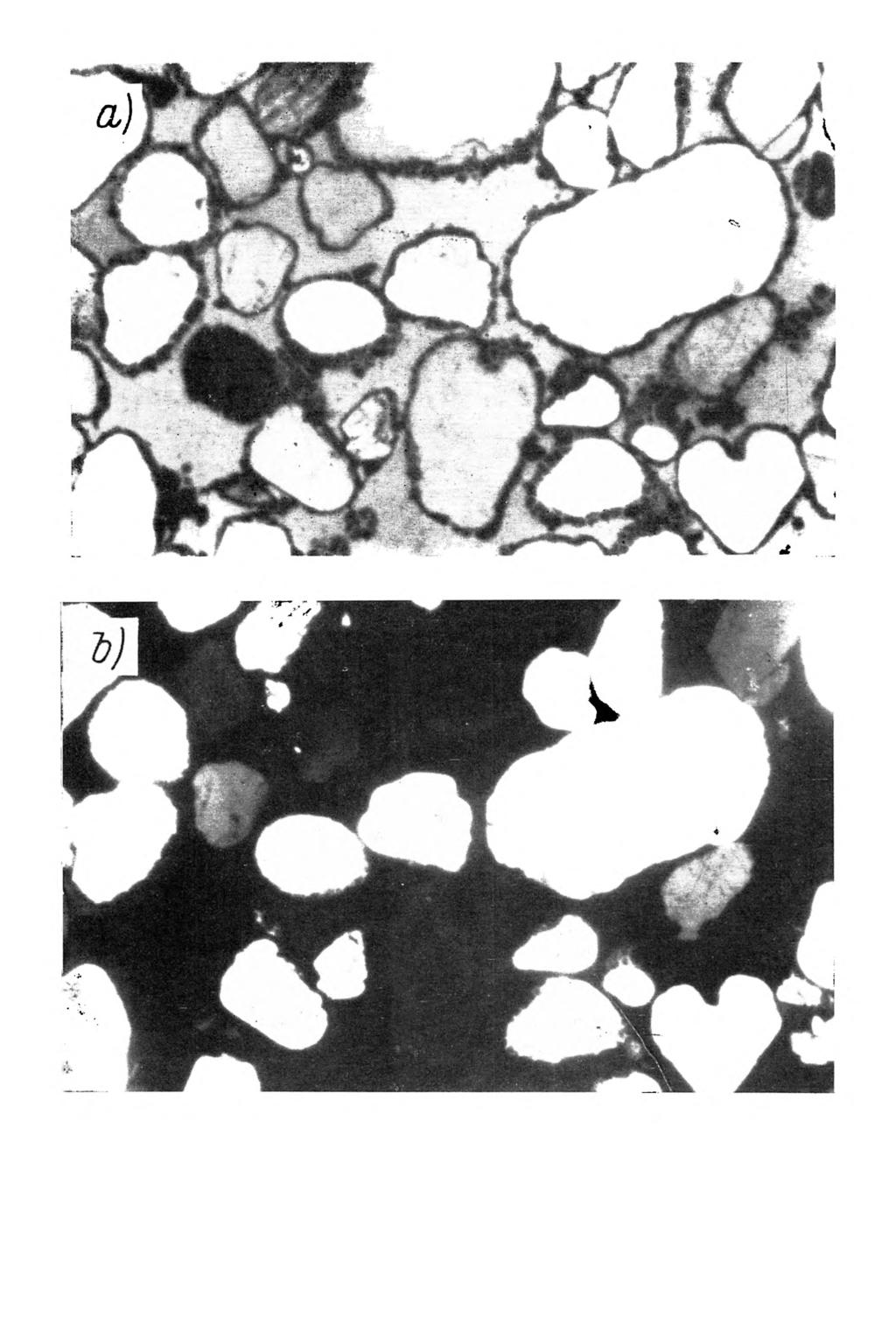 Rys. 4. M ikrom orfologia gleby bielicow ej w ytworzonej z piasku luźnego. Poziom B/,, głębokość próbki 40-62 cm.