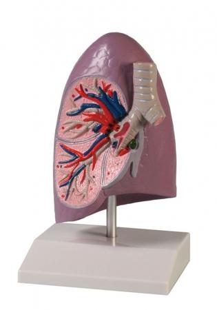 Model płuca prawego Nr ref: MA00754 Informacja o produkcie: Model anatomiczny płuca prawego Model przedstawia naturalnych rozmiarów płuco prawe.