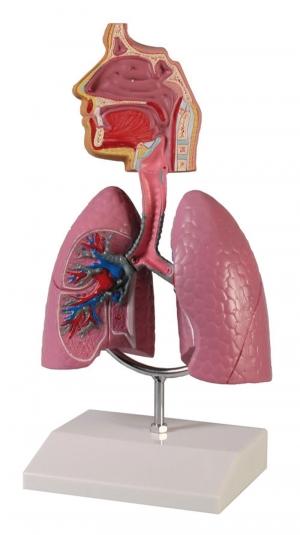 Model układu oddechowego, 1/2 naturalnej wielkości Nr ref: MA00755 Informacja o produkcie: Model układu oddechowego człowieka Model przedstawia płuca, tchawicę oraz