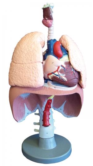 Model układu oddechowego, naturalna wielkość Nr ref: MA00657 Informacja o produkcie: Model układku oddechowego, naturalnej wielkości Model anatomiczny przedstawiający w szczegółowy sposób, naturalnej