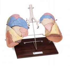 Segmentowy model płuc, 19 części Nr ref: MA01834 Informacja o produkcie: Segmentowy model płuc, 19 części Profesjonalny model ludzkich płuc i drzewa oskrzelowego na statywie.