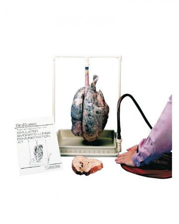 Model płuc osoby palącej Nr ref: MA01174 Informacja o produkcie: Model płuc osoby palącej Model anatomiczny składający się z naturalnych płuc świni.