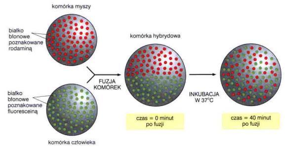 Płynność błony komórkowej ograniczenia poruszania się