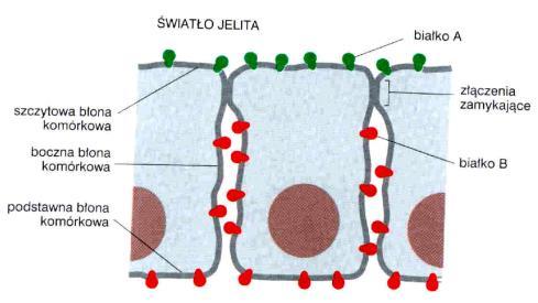 sczepienie białek błony z cząsteczkami substancji