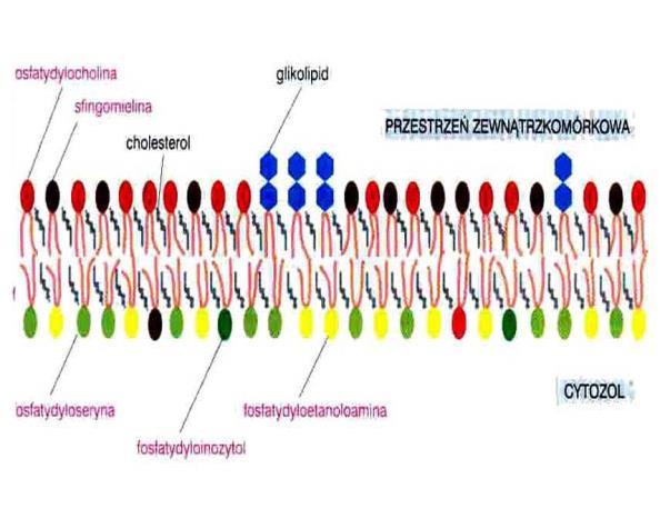 Asymetria błon Dwuwarstwa lipidowa Asymetria - obie warstwy dwuwarstwy lipidowej